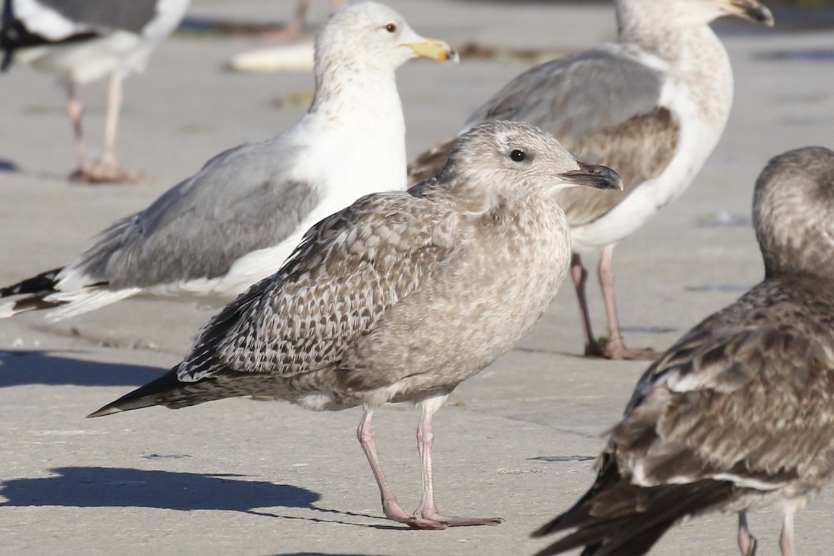 Gaviota Argéntea (vegae) - ML624222268