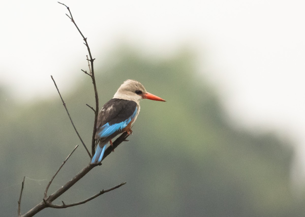 Gray-headed Kingfisher - ML624222269