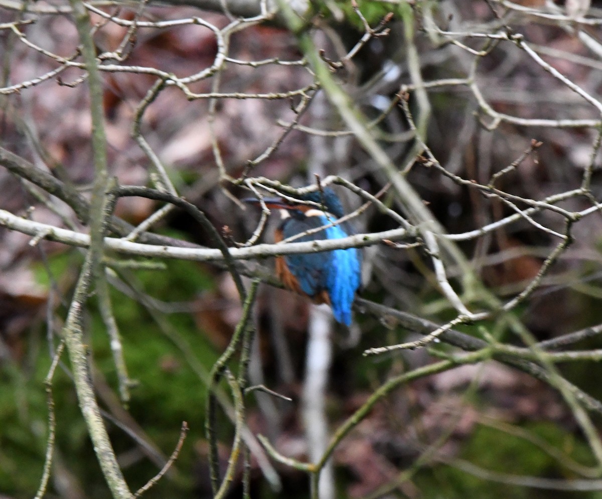 Common Kingfisher - ML624222271