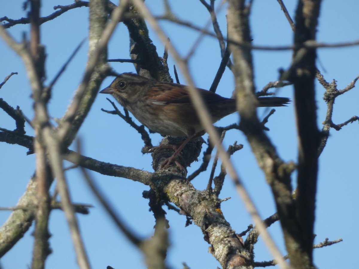 Swamp Sparrow - ML624222272