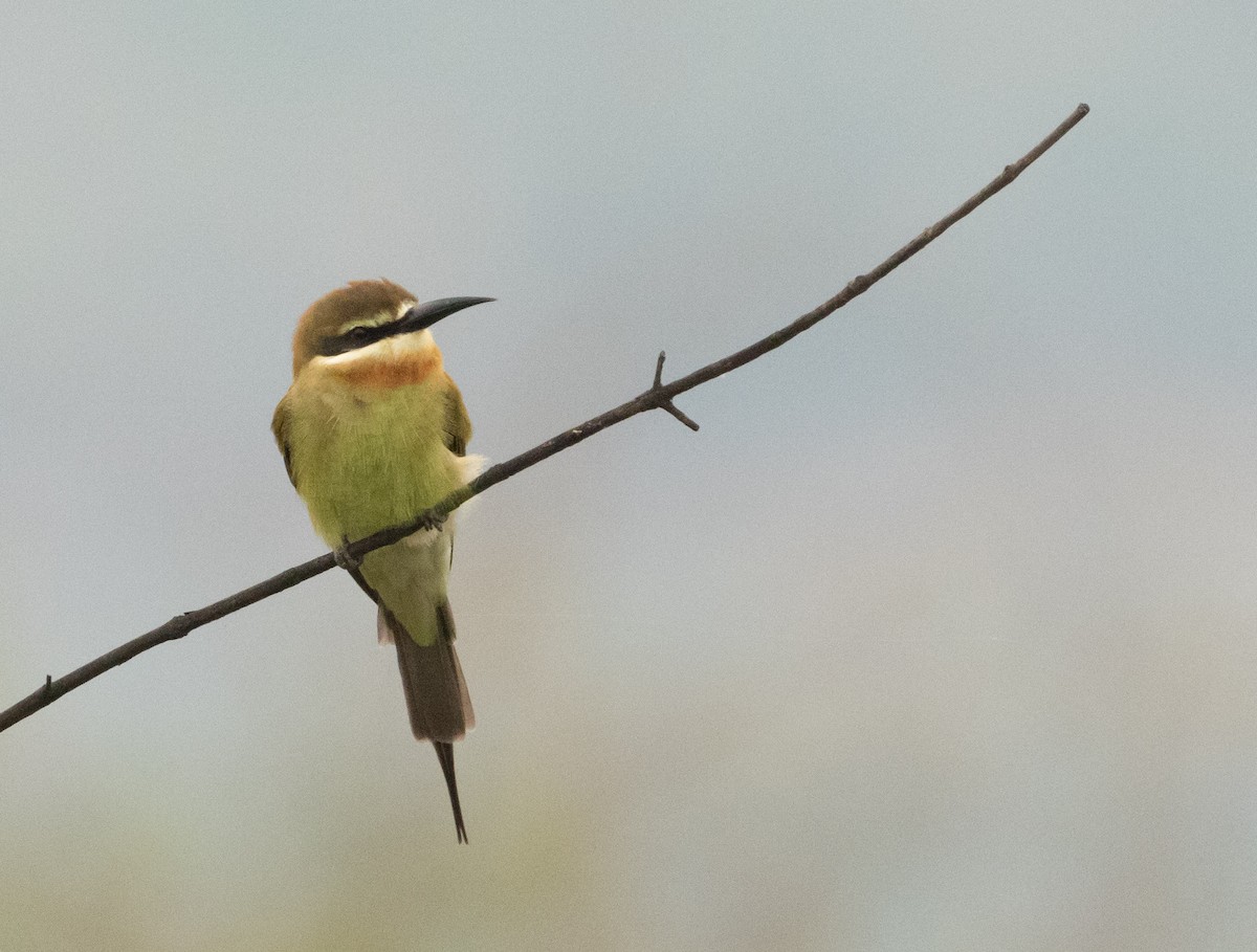 Madagascar Bee-eater - ML624222274