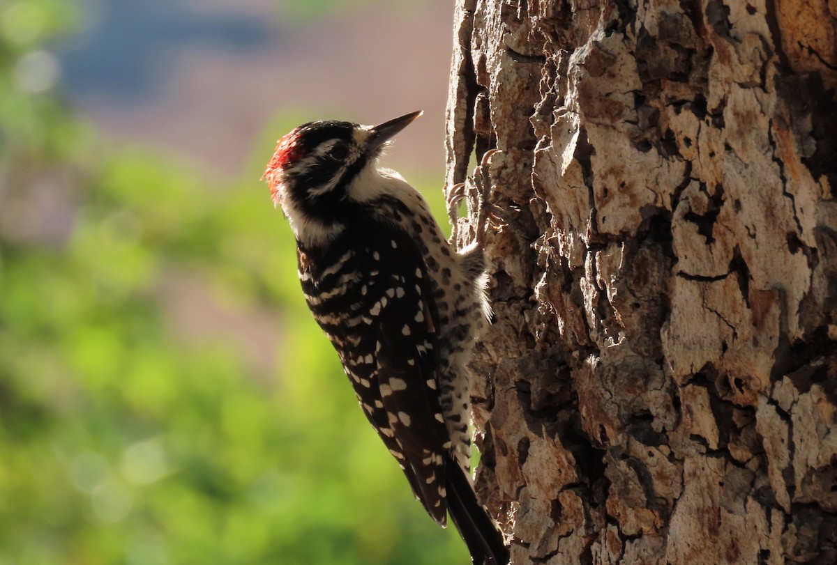 Nuttall's Woodpecker - ML624222276