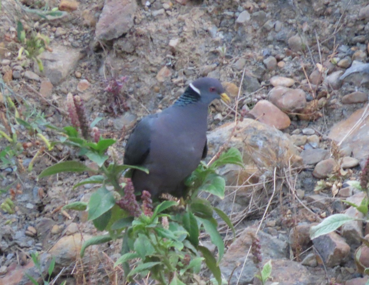 Band-tailed Pigeon - ML624222277