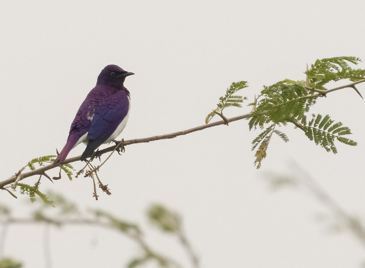 Violet-backed Starling - ML624222278