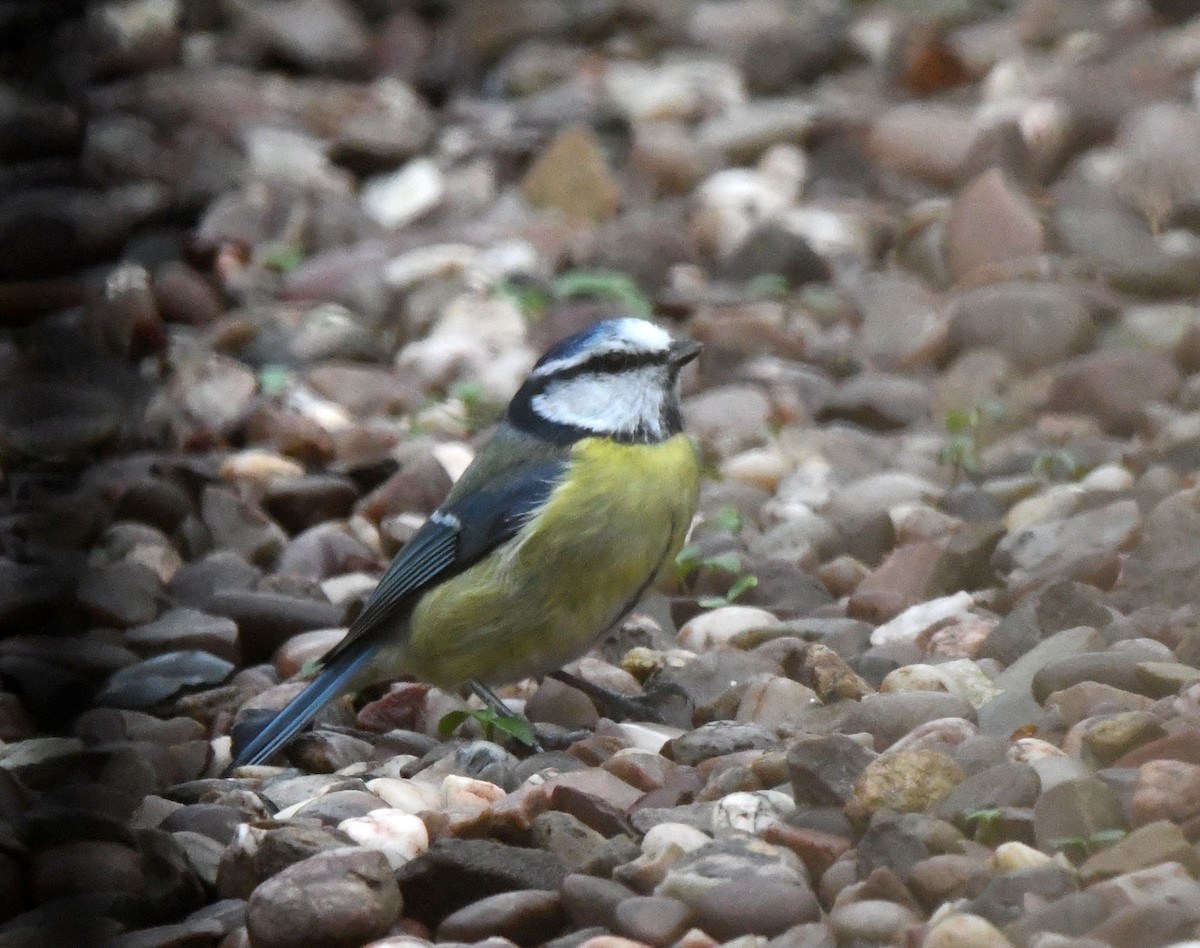 Eurasian Blue Tit - ML624222279