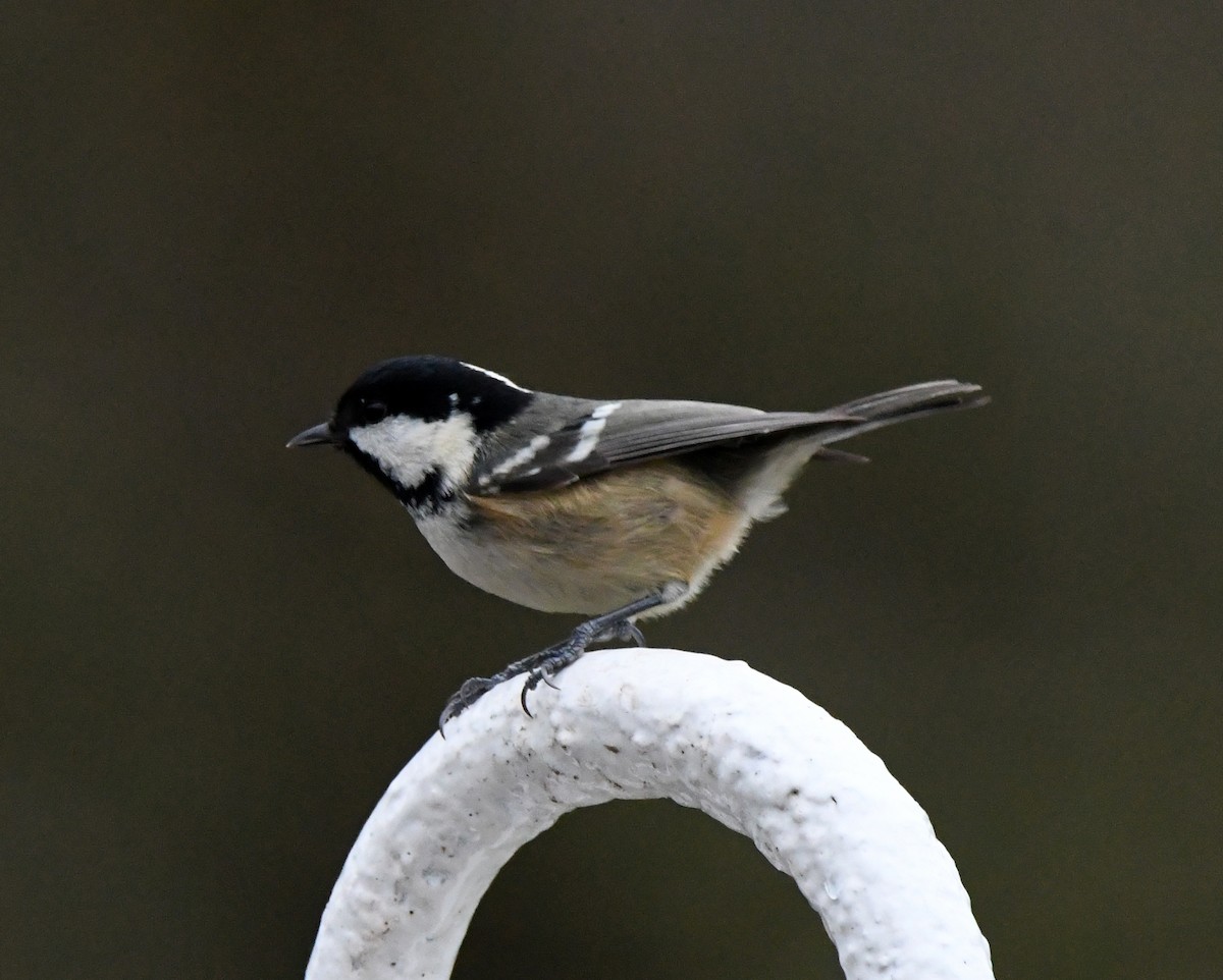 Coal Tit (British) - ML624222280