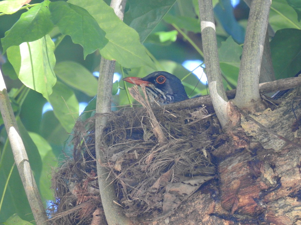 Red-legged Thrush - ML624222281