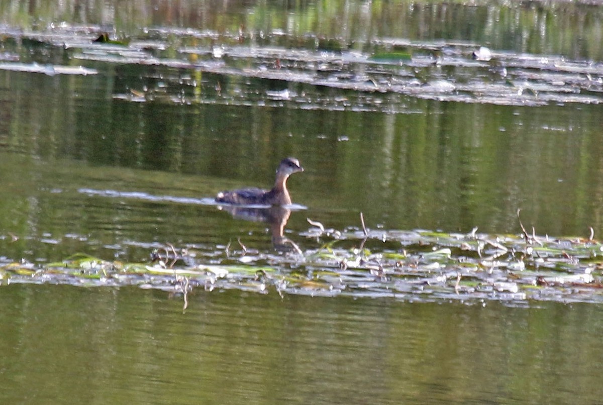 Pied-billed Grebe - ML624222282