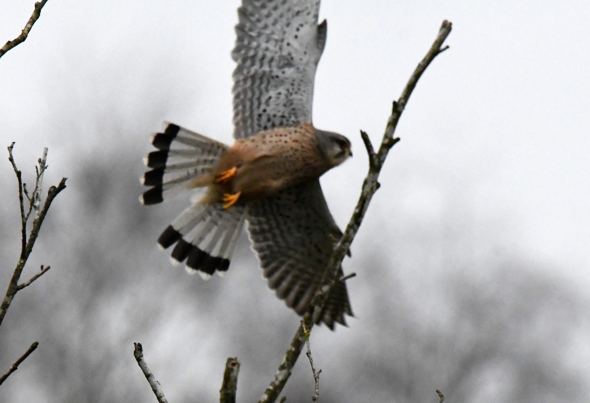 Eurasian Kestrel (Eurasian) - ML624222285