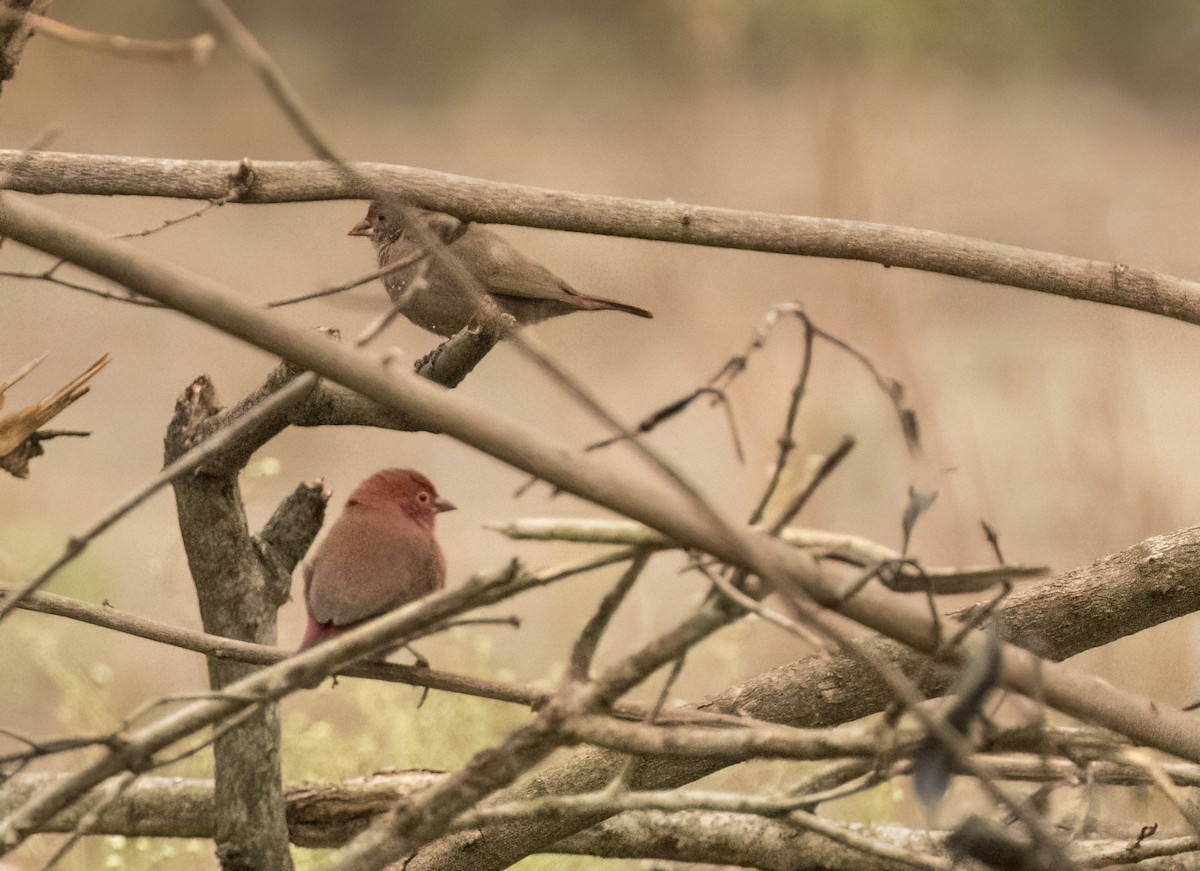 Red-billed Firefinch - ML624222286