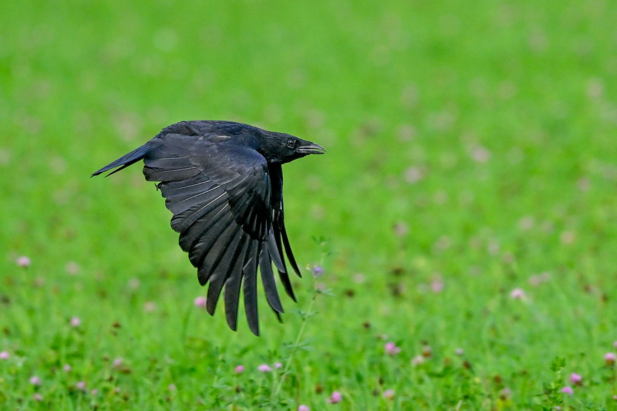 Carrion Crow - ML624222288