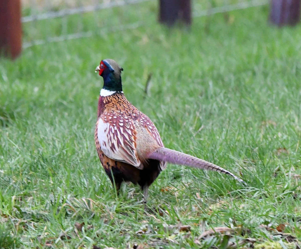 Ring-necked Pheasant - ML624222290