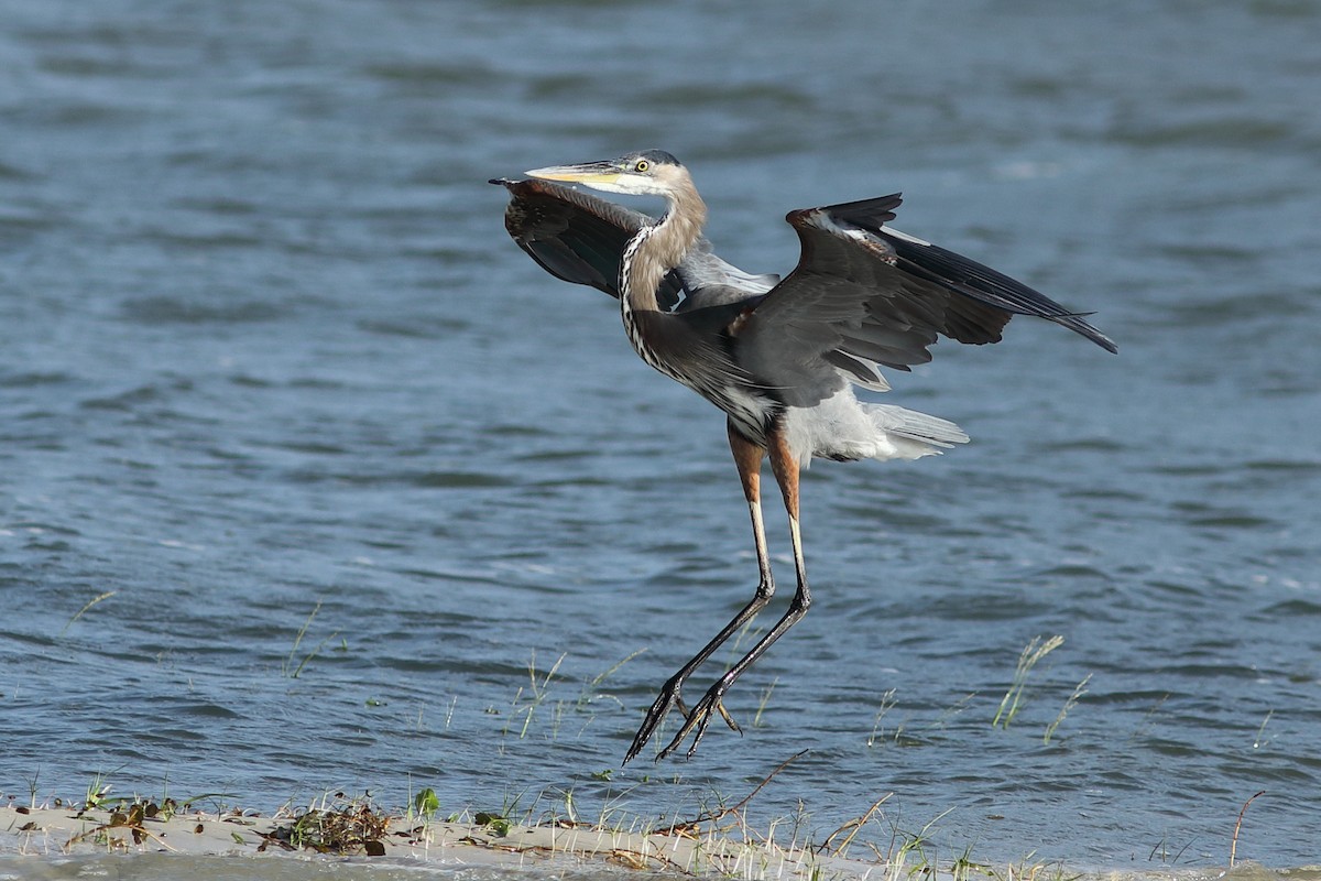 Great Blue Heron - ML624222291