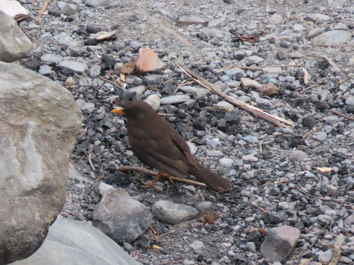 Chiguanco Thrush - ML624222292