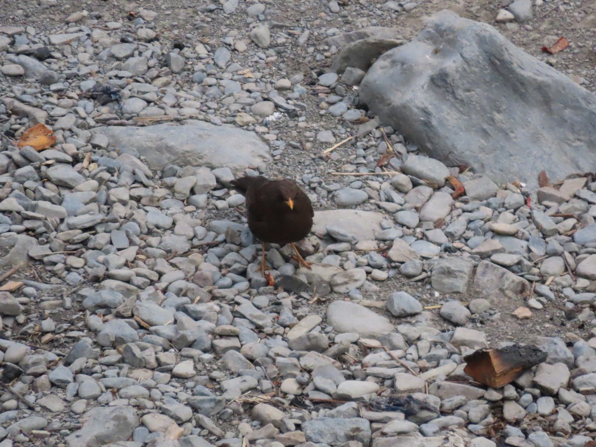 Chiguanco Thrush - ML624222293