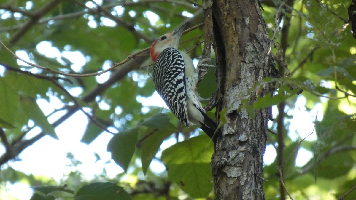 Red-bellied Woodpecker - ML624222297