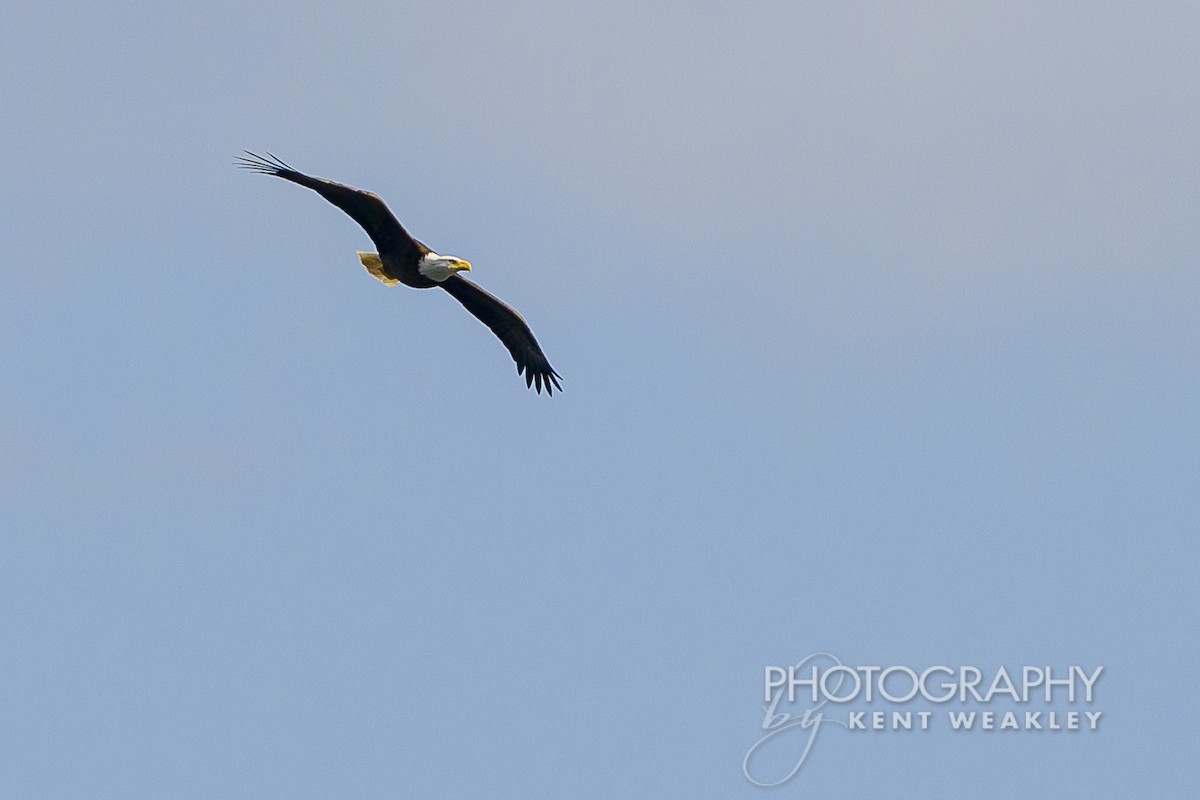 Weißkopf-Seeadler - ML624222299