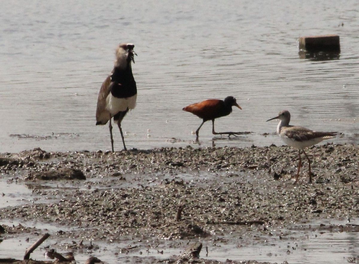 Southern Lapwing - ML624222302