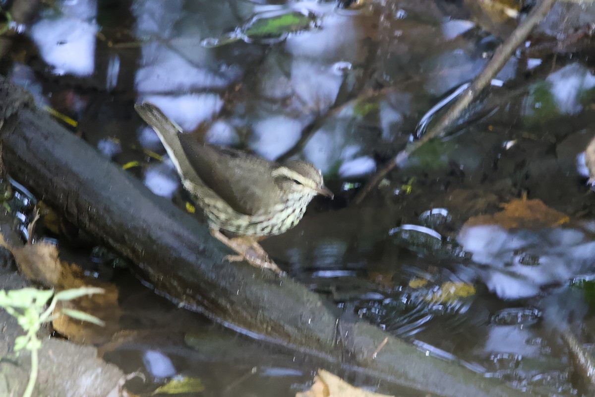 Northern Waterthrush - ML624222306