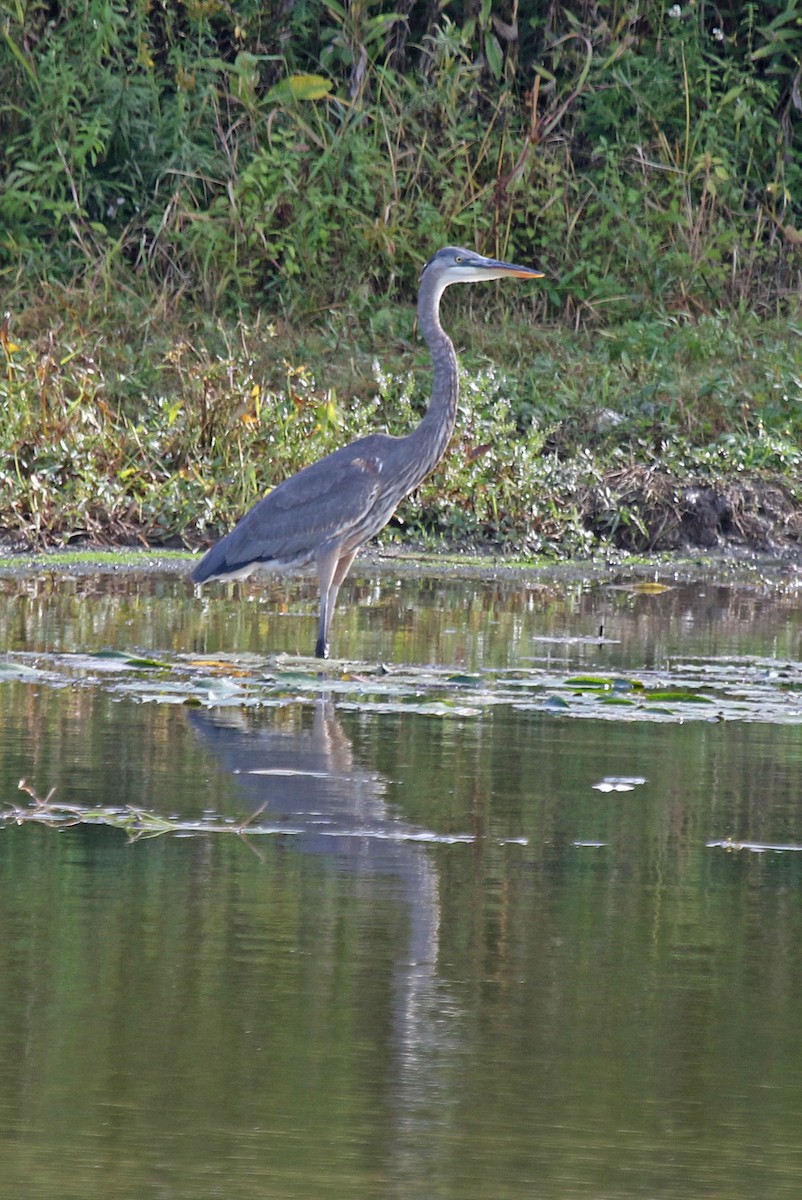 Great Blue Heron - ML624222308