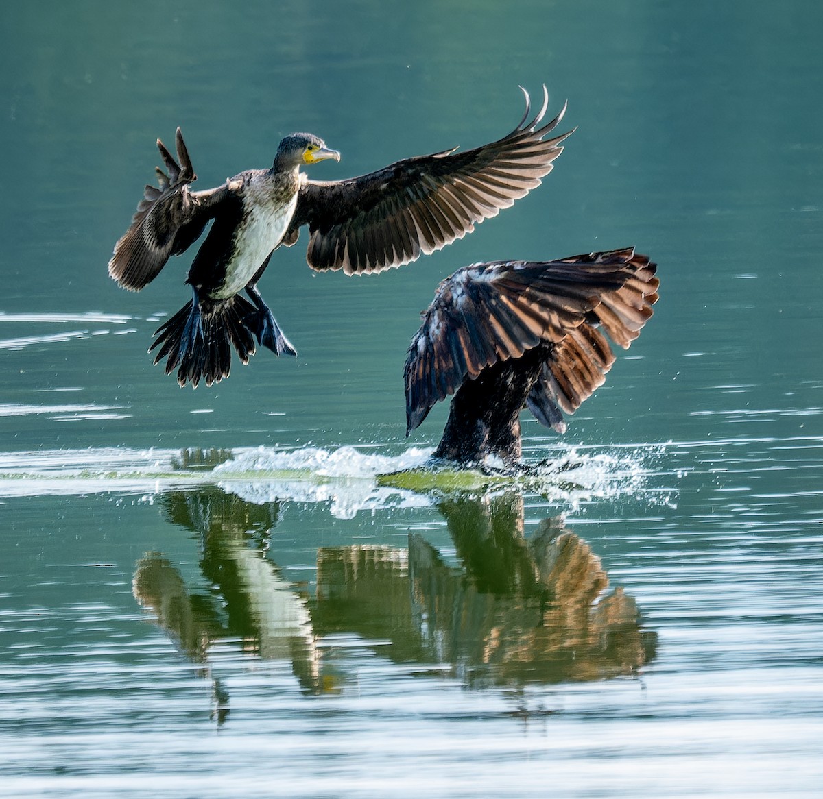 Great Cormorant - ML624222310