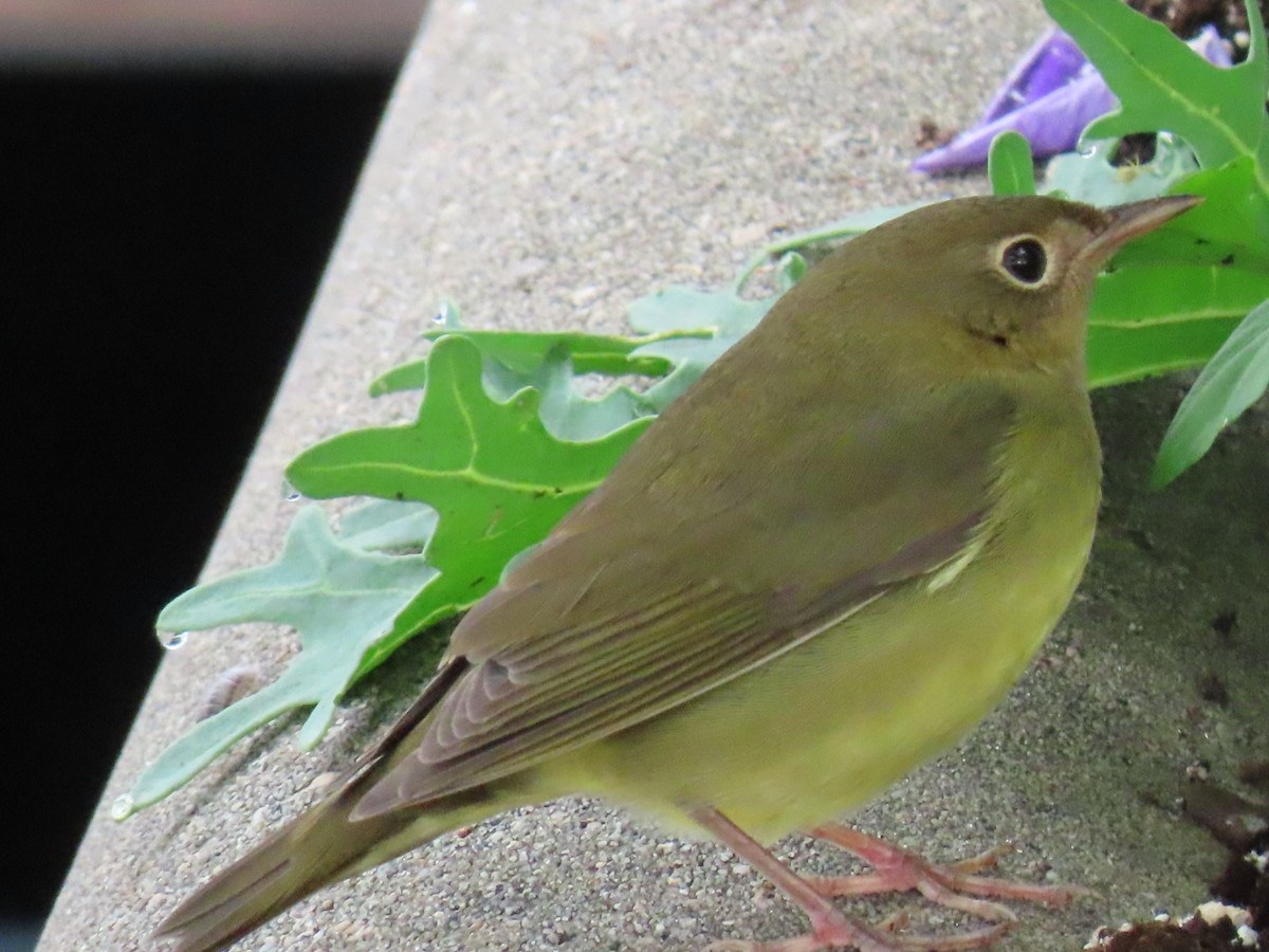 Connecticut Warbler - ML624222311