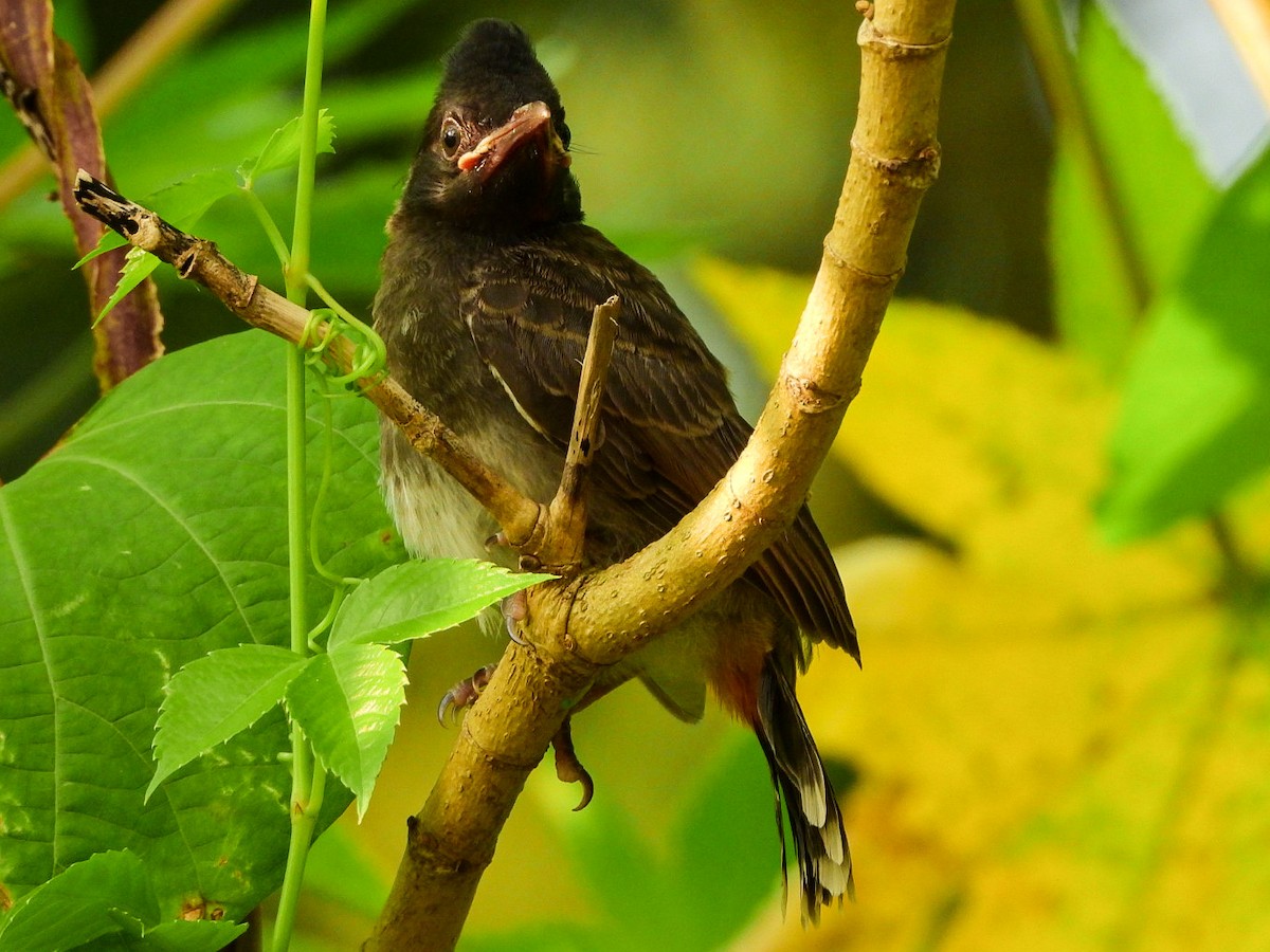 Bulbul à ventre rouge - ML624222312