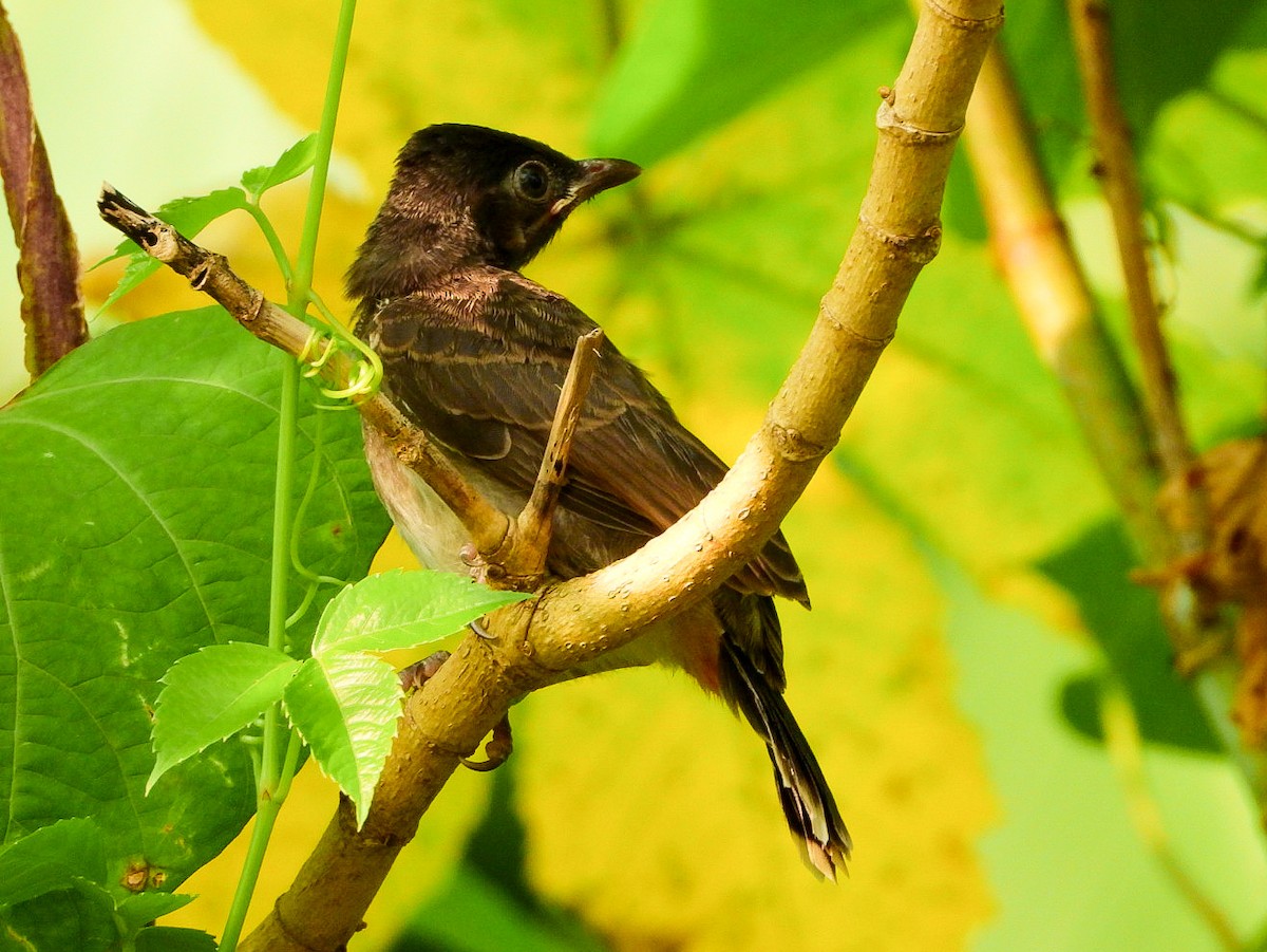 Bulbul à ventre rouge - ML624222313