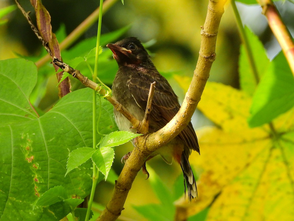 Bulbul à ventre rouge - ML624222314