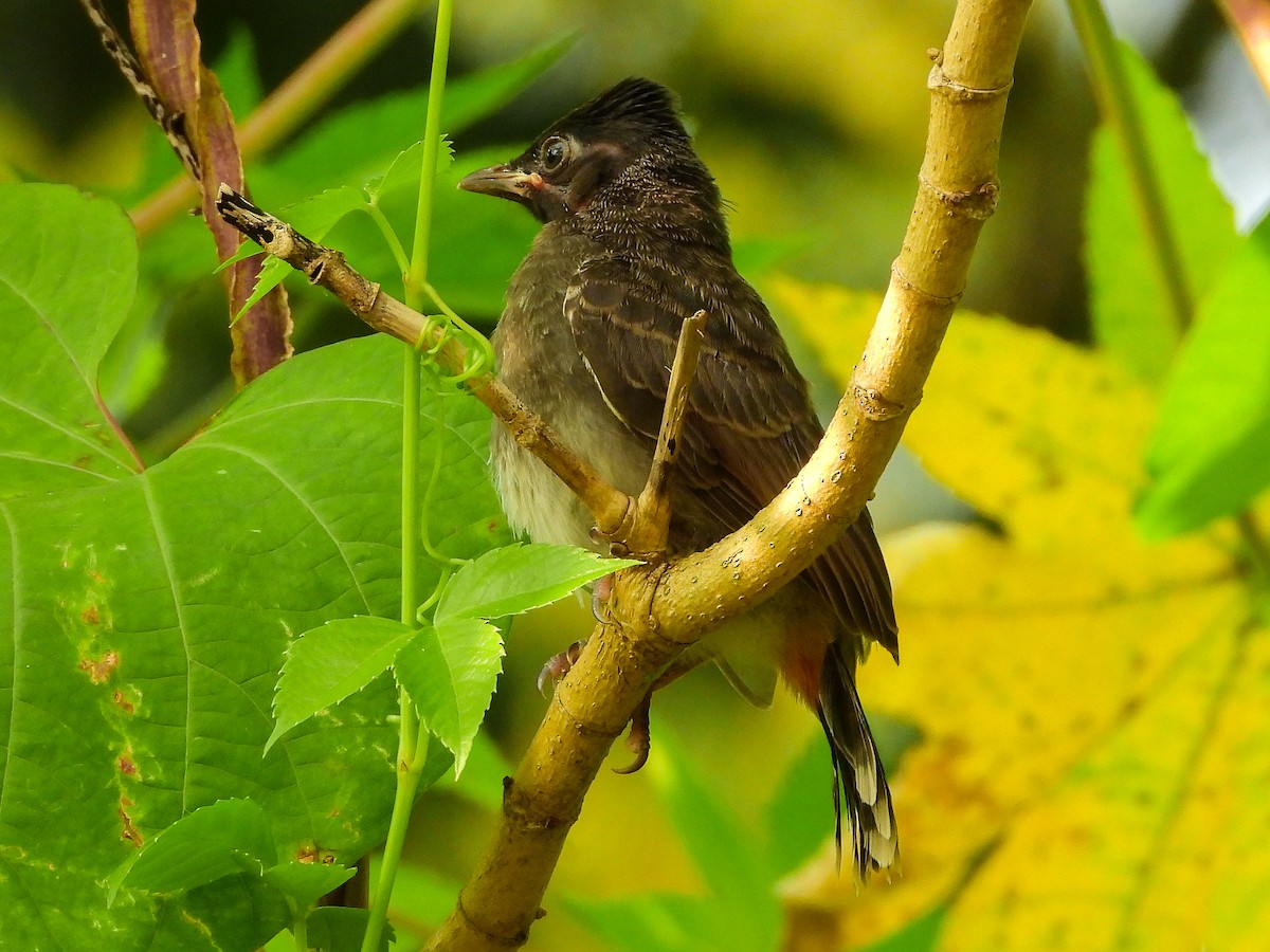 Bulbul à ventre rouge - ML624222315