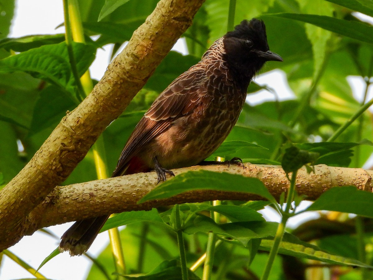 Bulbul à ventre rouge - ML624222316