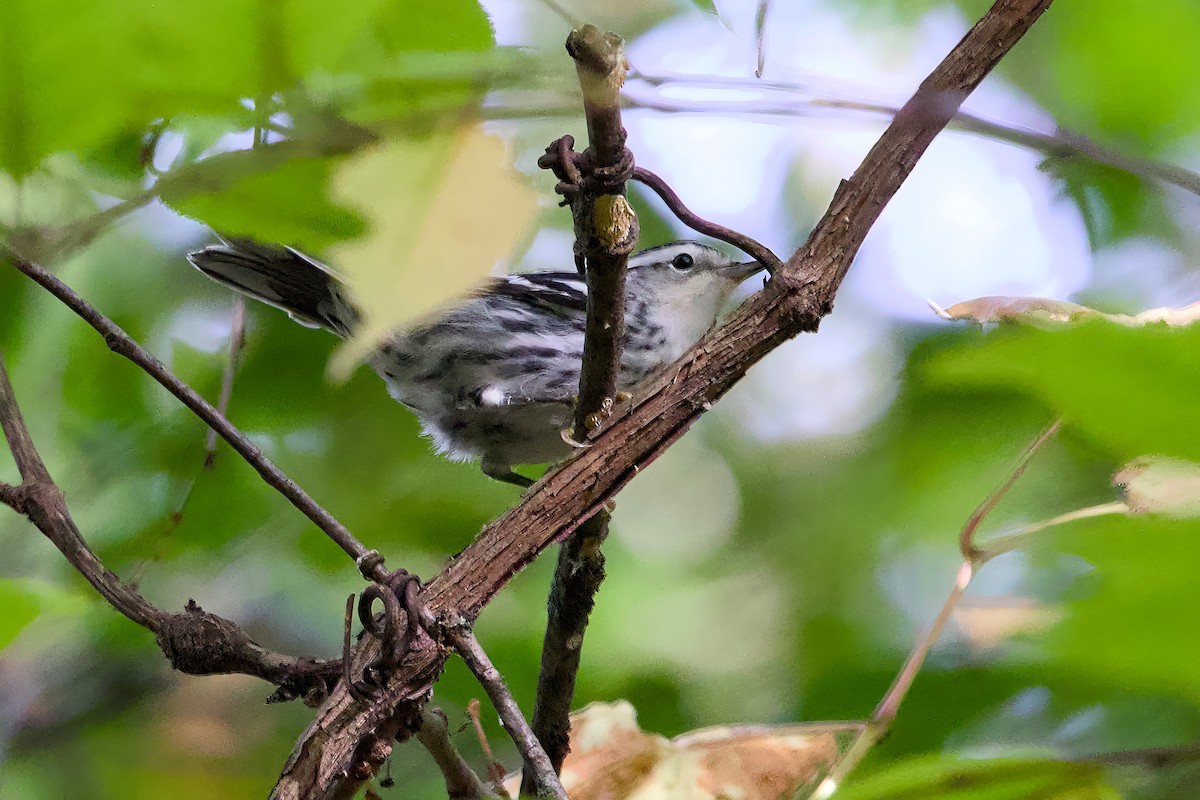 Black-and-white Warbler - ML624222317