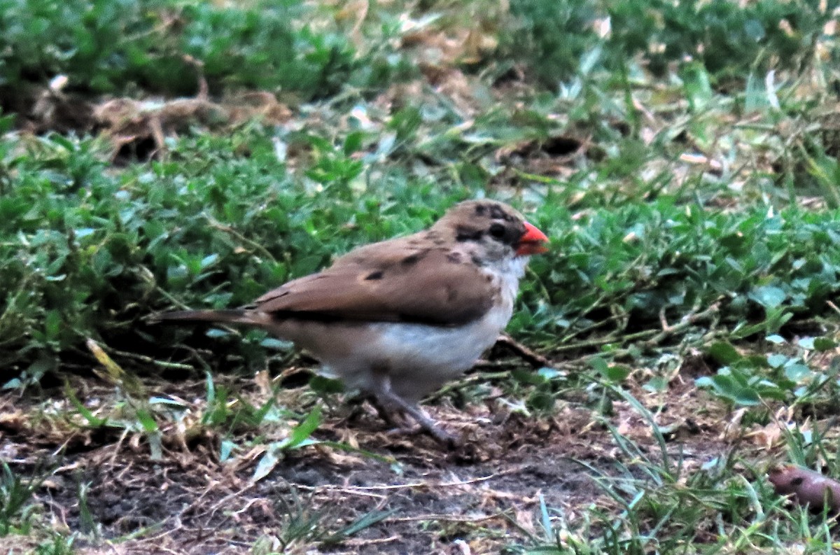 Pin-tailed Whydah - ML624222319