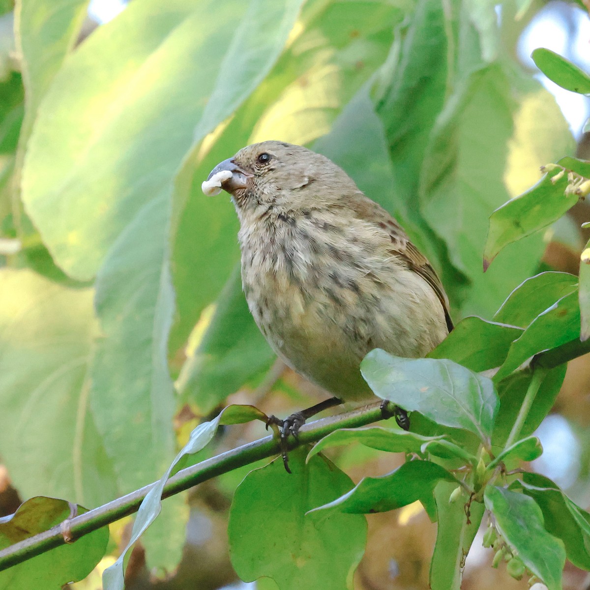 Vegetarian Finch - ML624222325