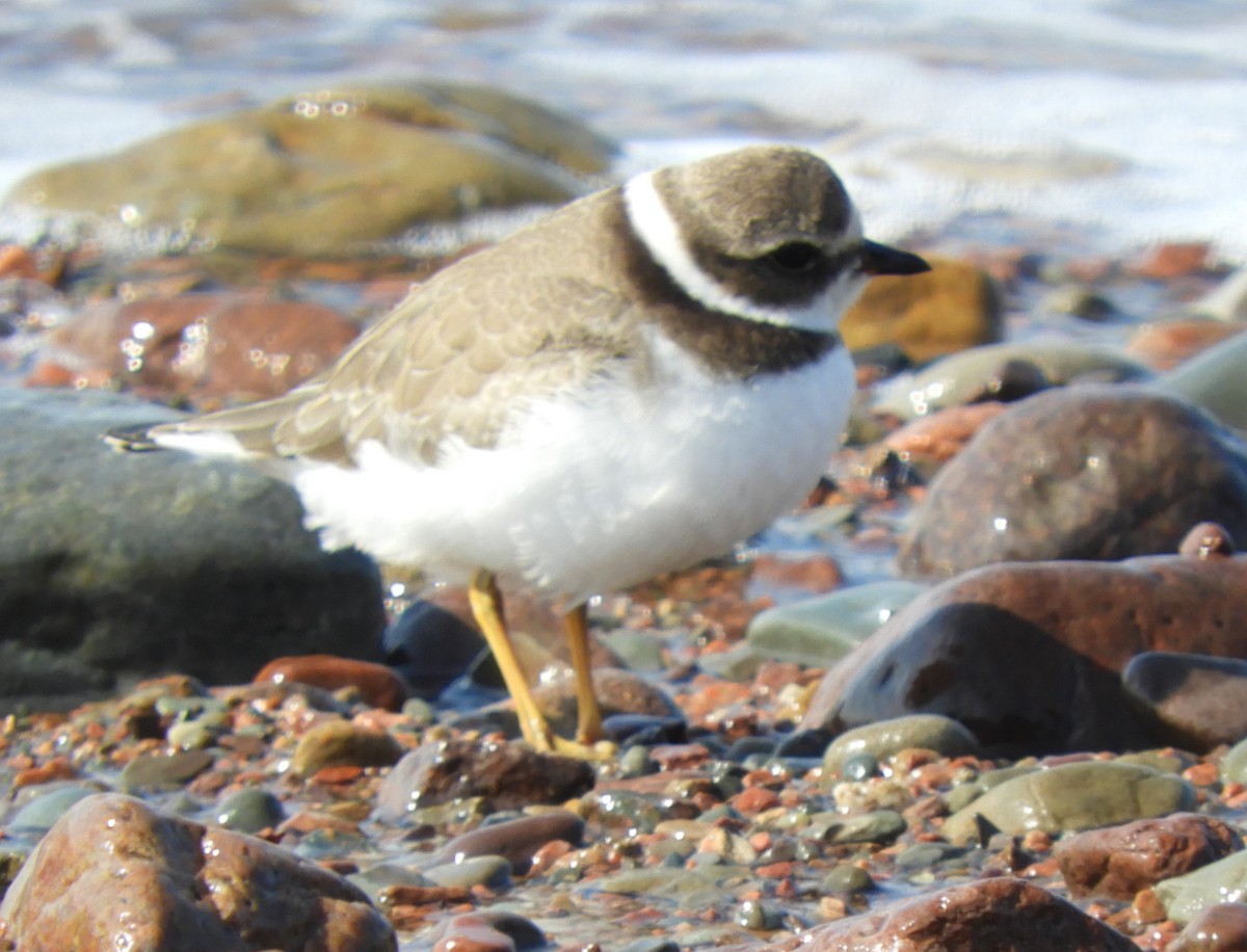 Semipalmated Plover - ML624222327