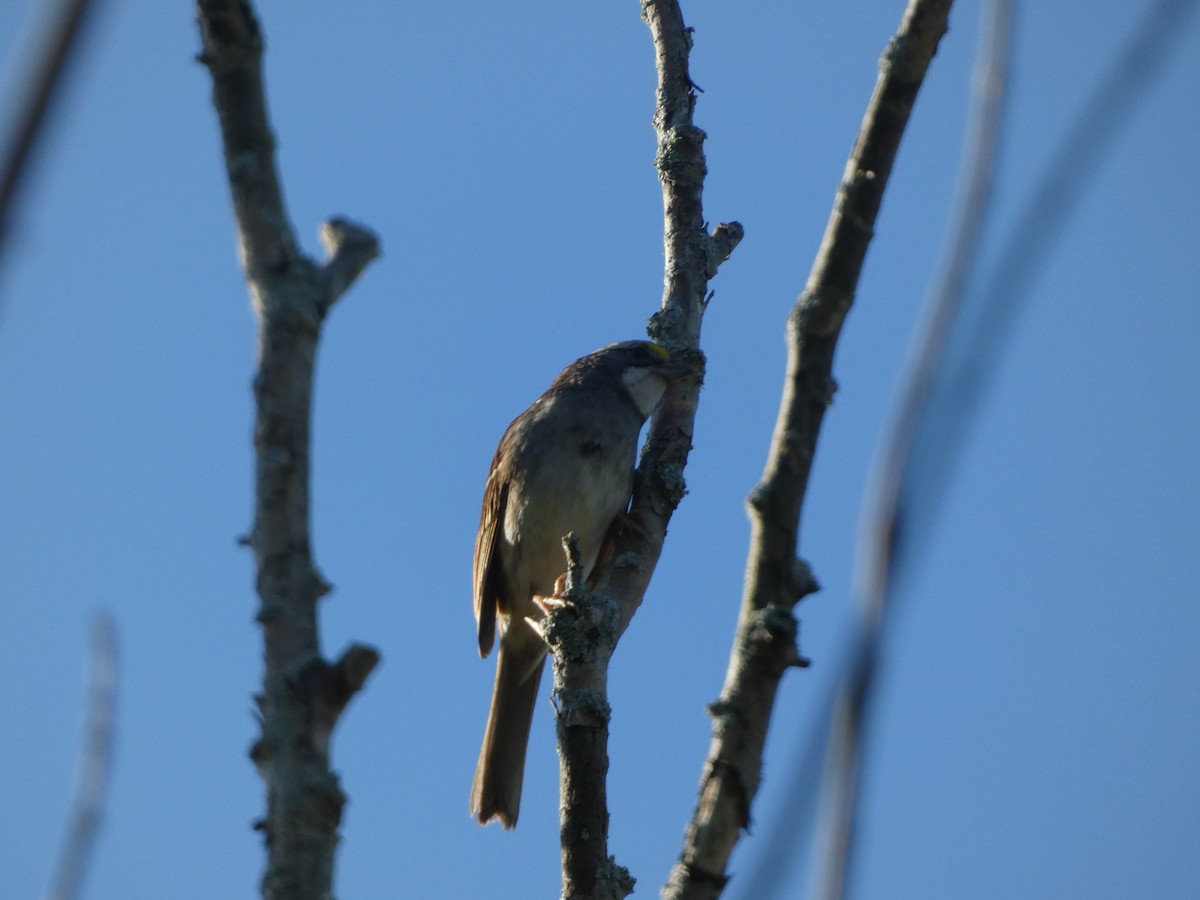 White-throated Sparrow - ML624222328