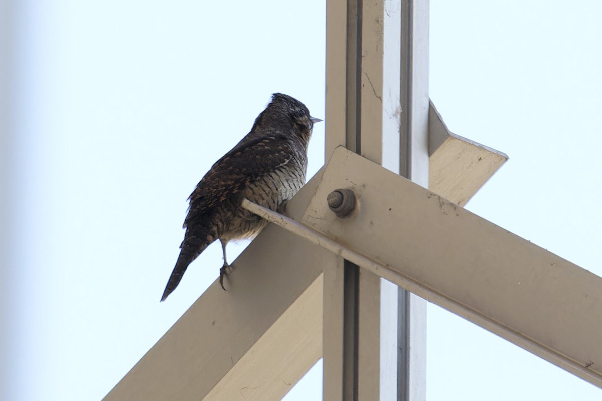 Eurasian Wryneck - ML624222329