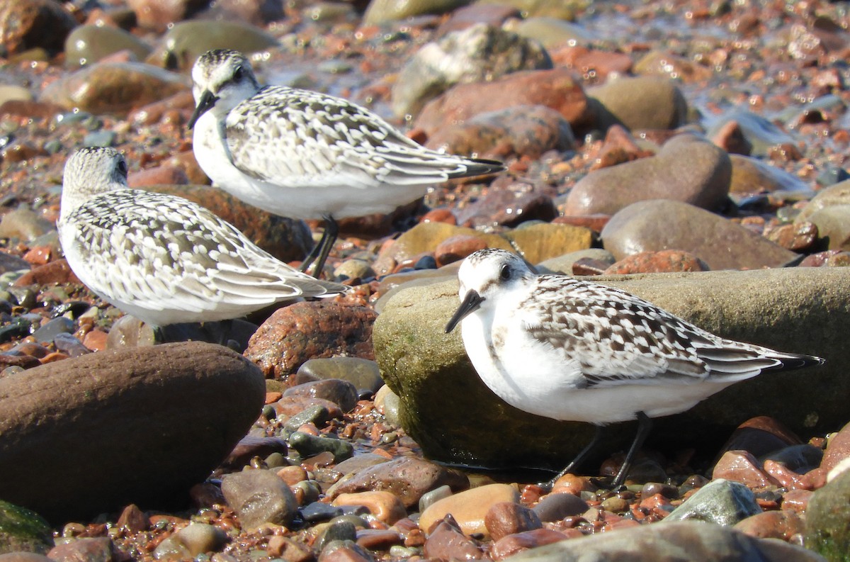 Bécasseau sanderling - ML624222332