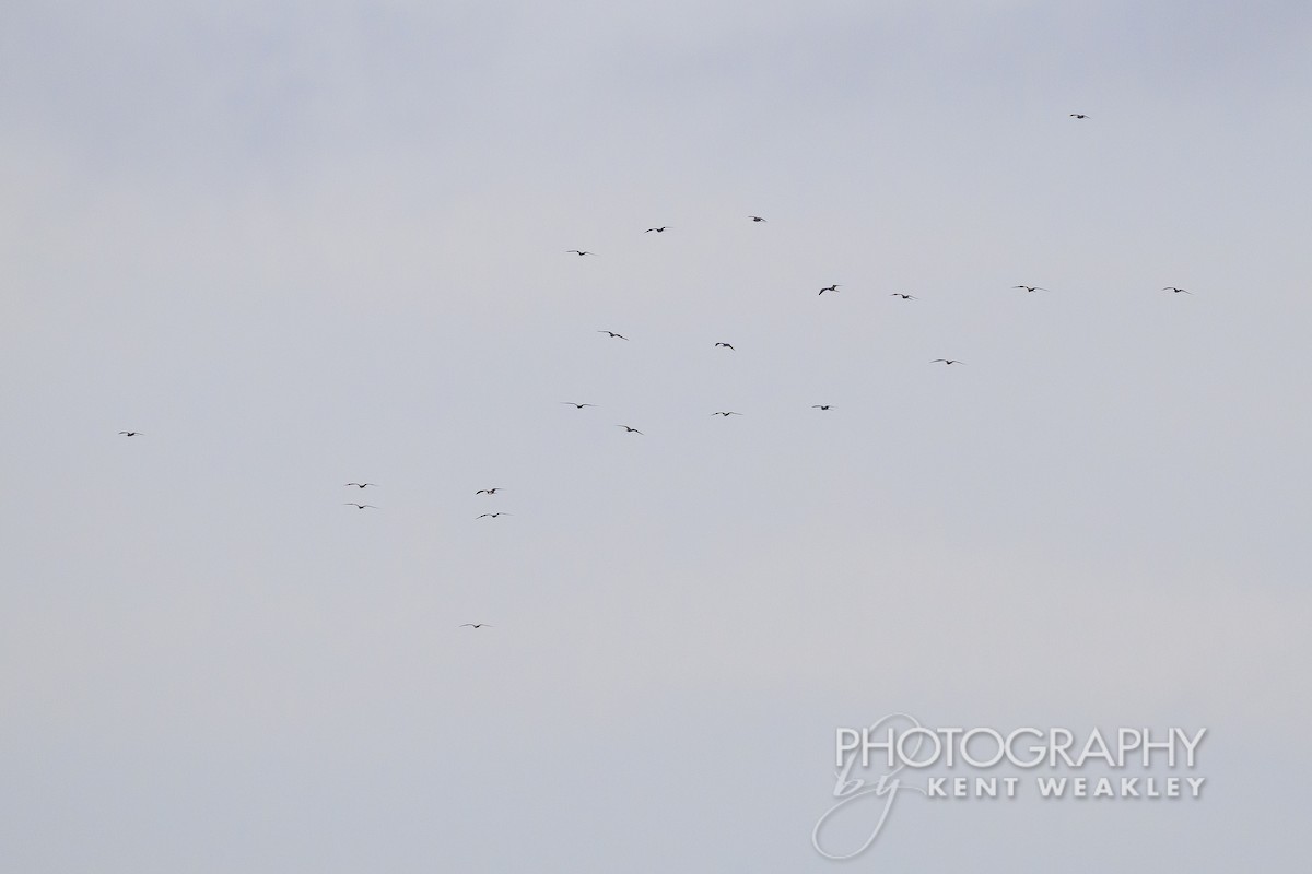 Magnificent Frigatebird - ML624222333