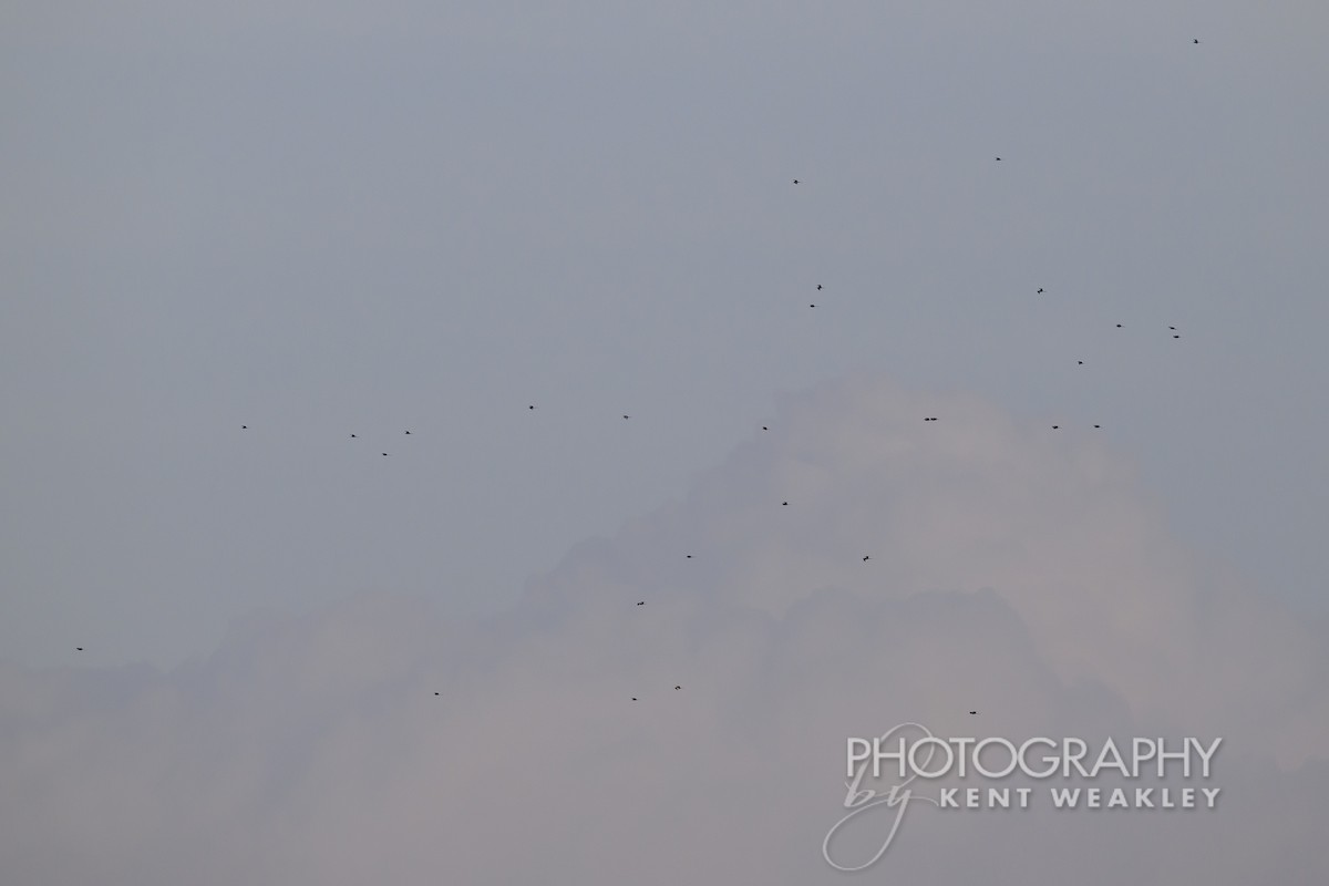 Magnificent Frigatebird - ML624222334