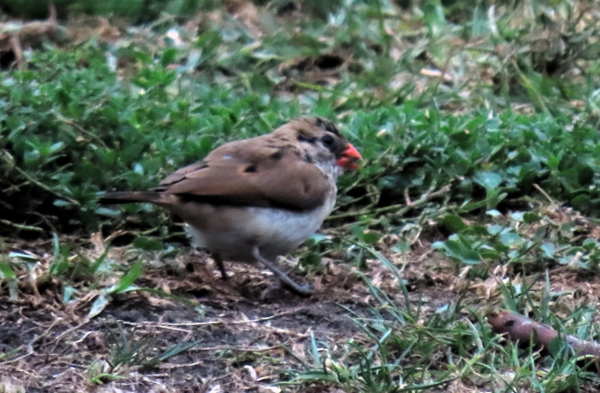 Pin-tailed Whydah - ML624222337