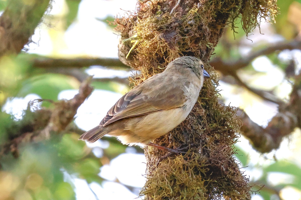 Woodpecker Finch - ML624222338