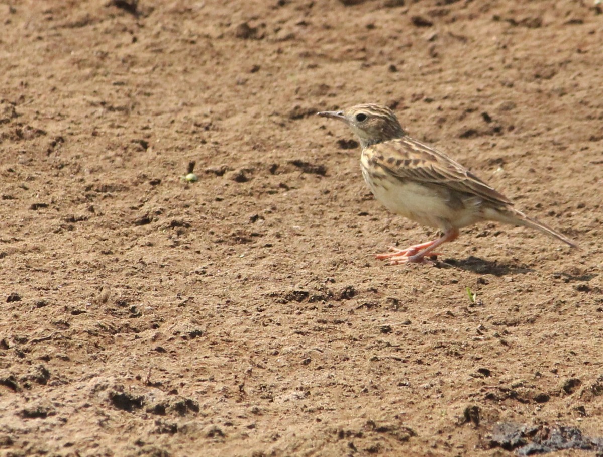 Yellowish Pipit - Miguel  Magro