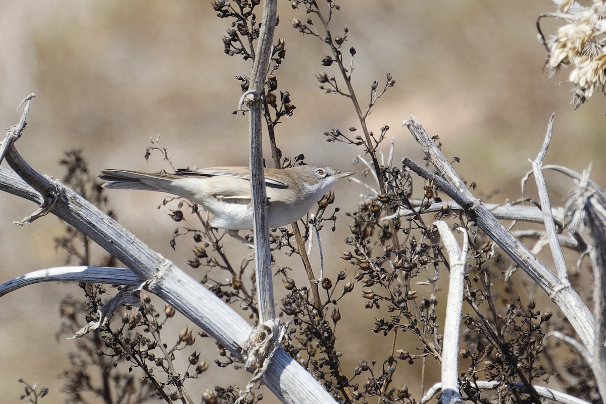 Greater Whitethroat - ML624222342