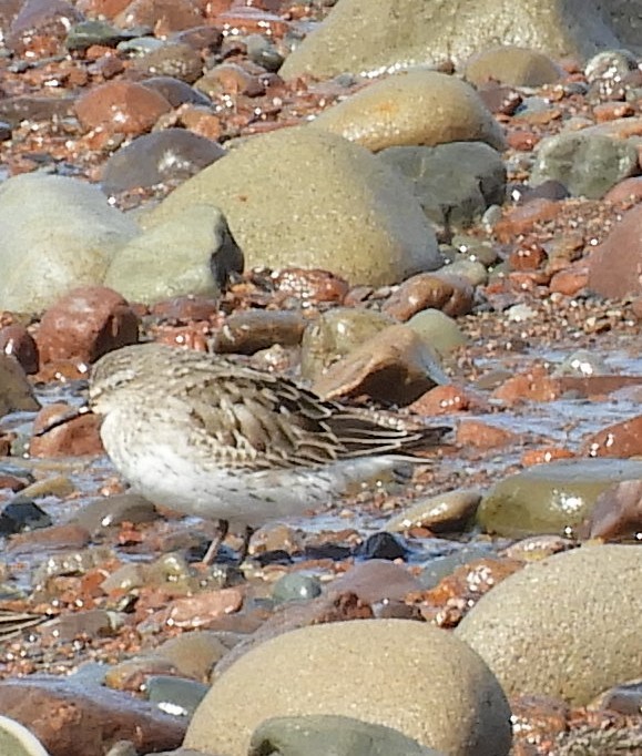 White-rumped Sandpiper - ML624222343