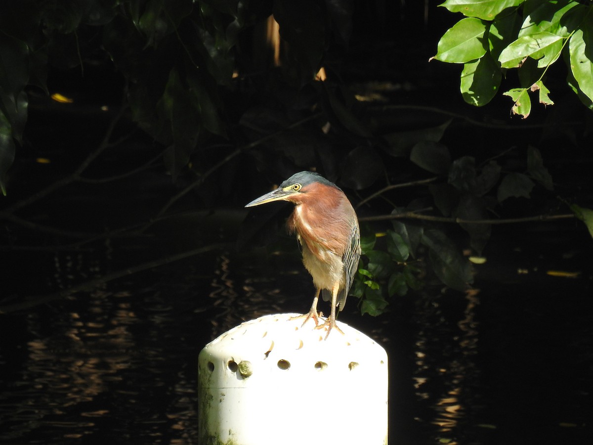 Green Heron - Coral Avilés Santiago