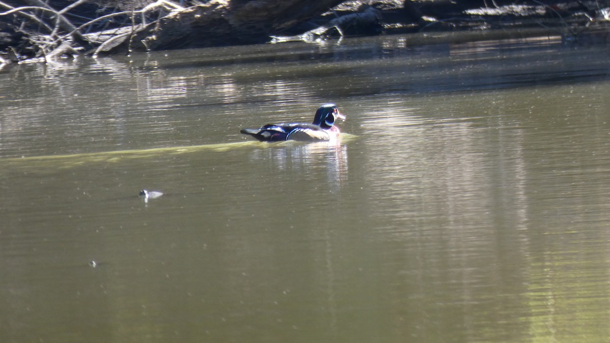 Wood Duck - ML624222345