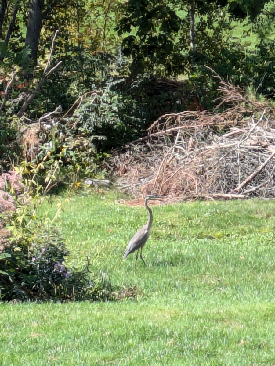 Great Blue Heron - ML624222346