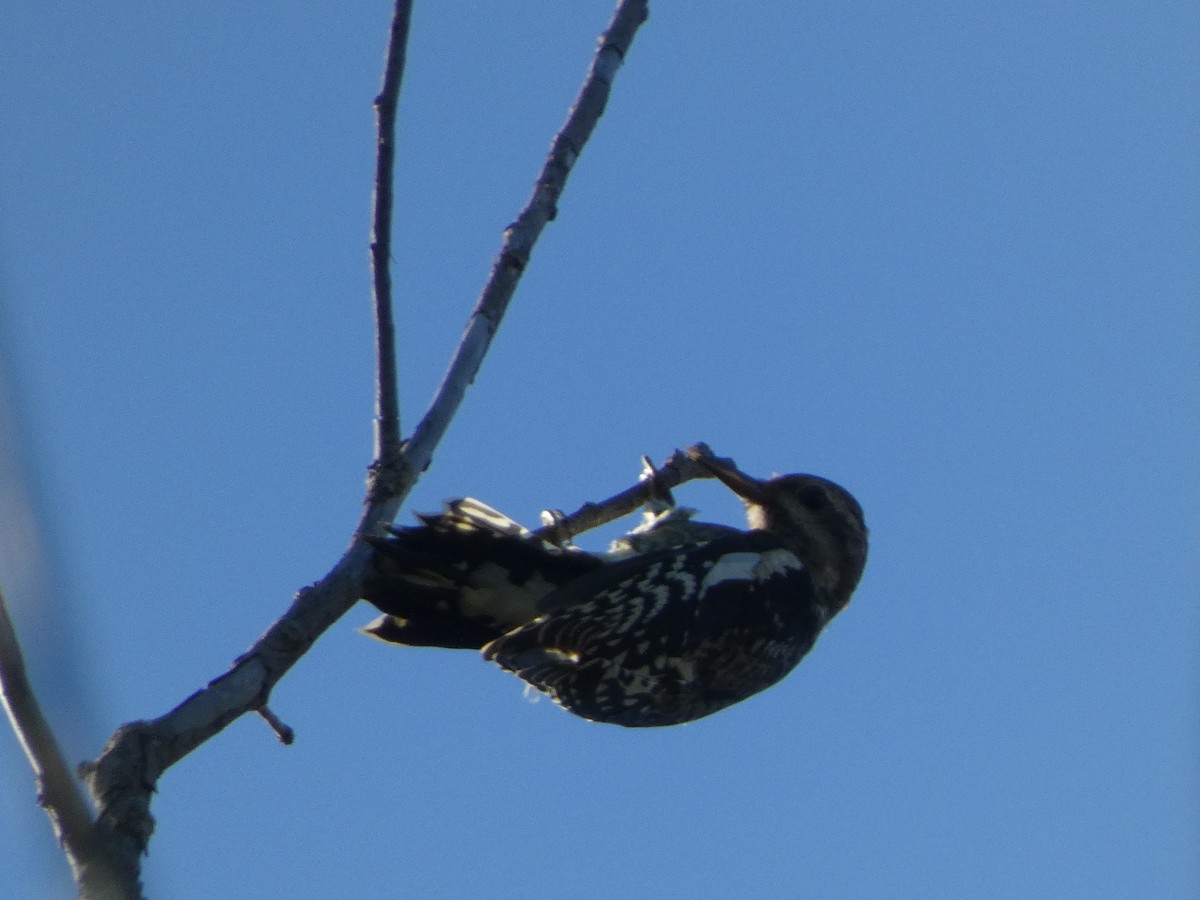 Yellow-bellied Sapsucker - ML624222348