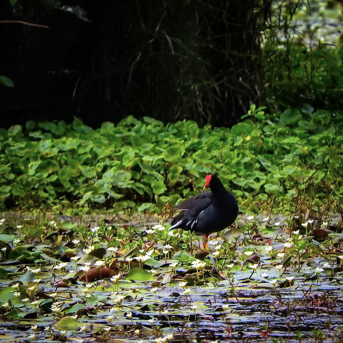 Common Gallinule - ML624222354